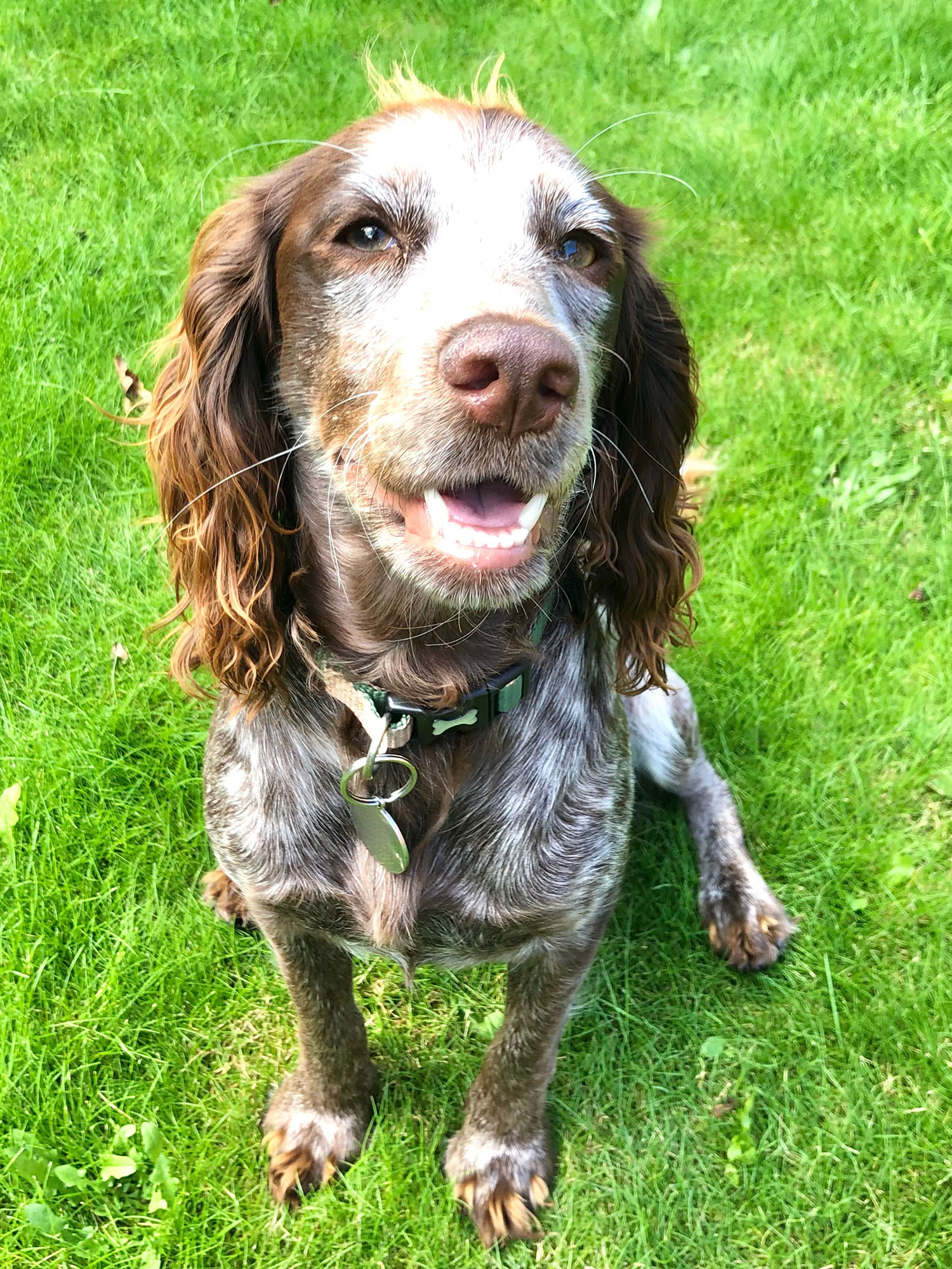 Cocker Spaniel dog smiling.
