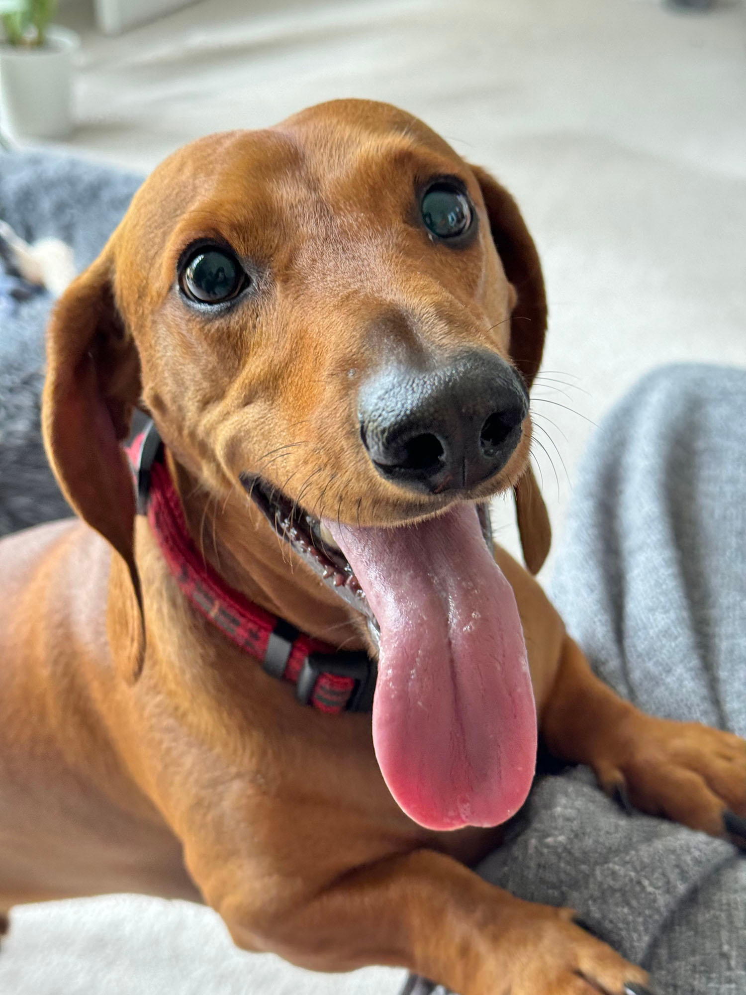 Dachshund dog with his tongue out and looking happy.