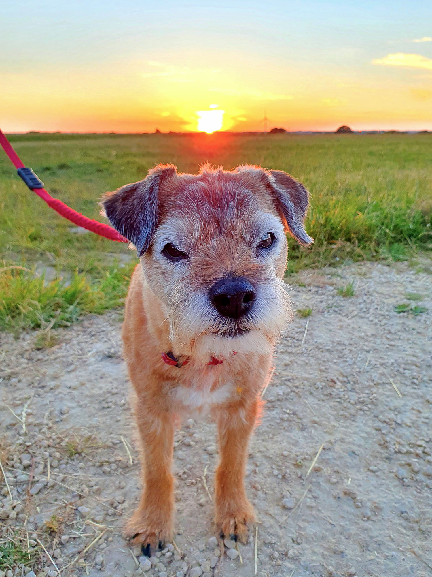 Beautiful Border Terrier dog posing for a photo in a grass field at sunset.