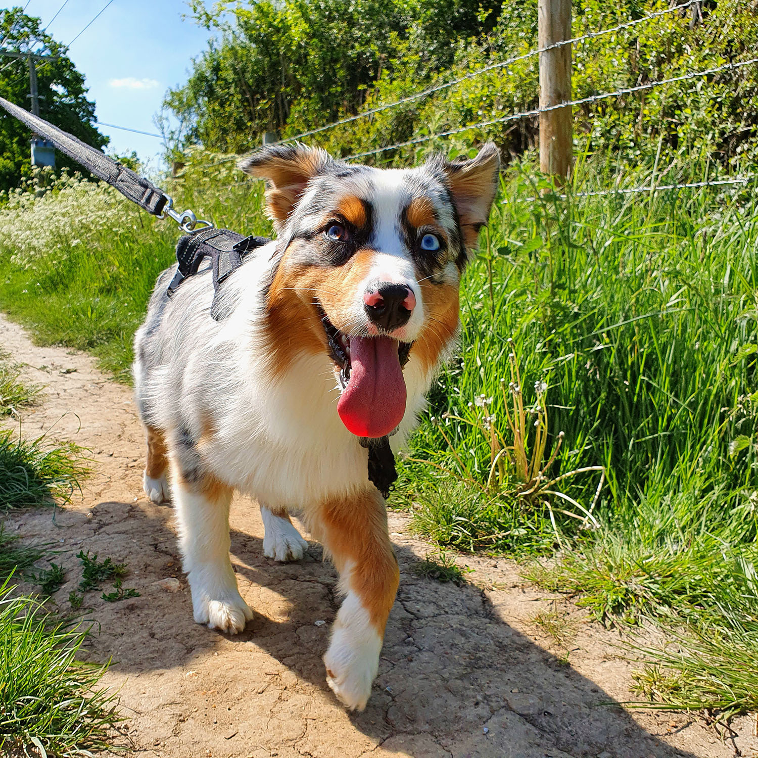 Beautiful Australian Shepherd dog walking happily.