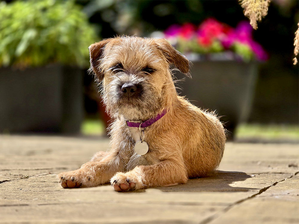 Handsome Cavapoochon dog posing happily for a photoshoot.
