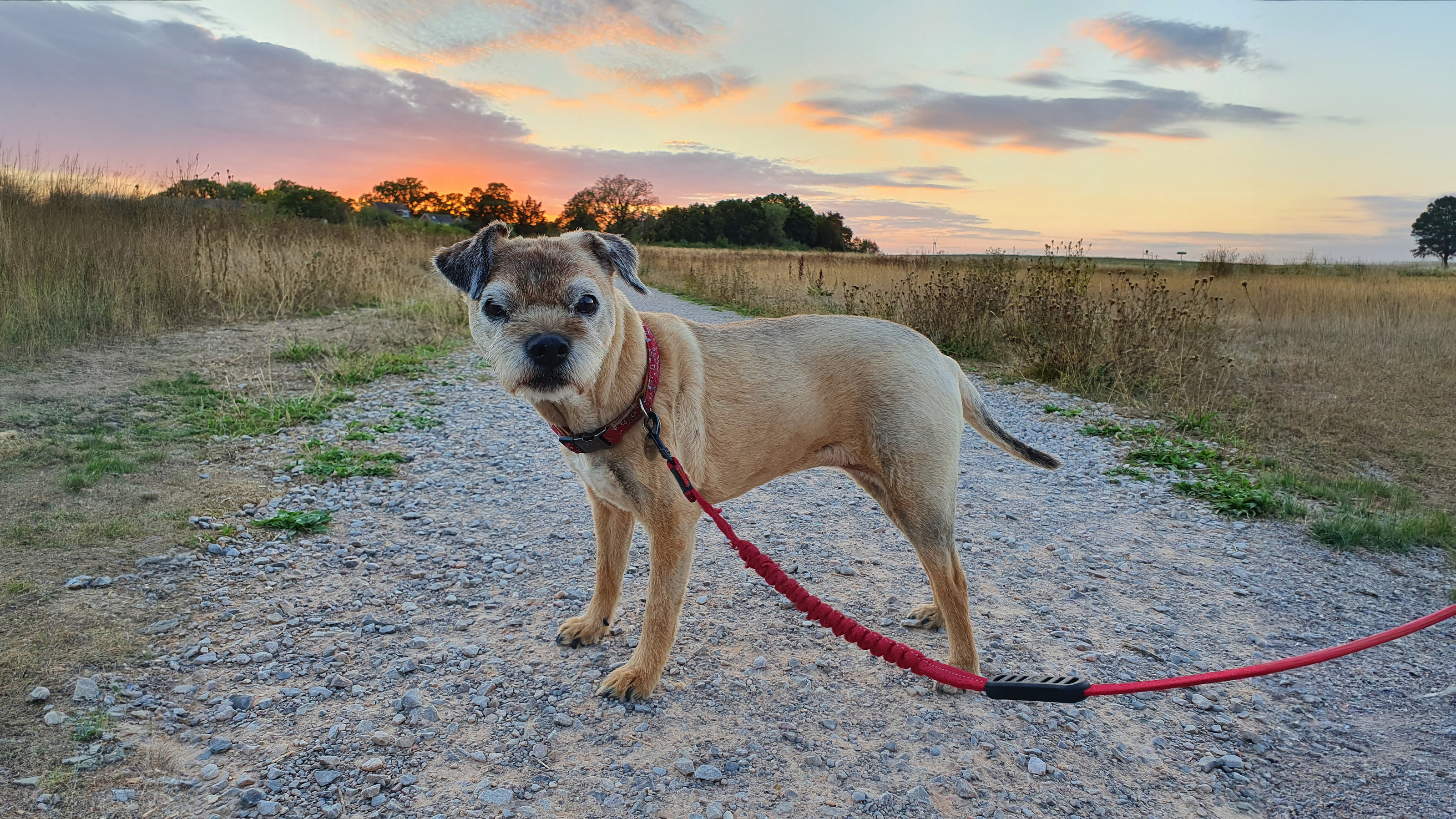 Beautiful Border Terrier dog posing for a photo in a grass field at sunset.